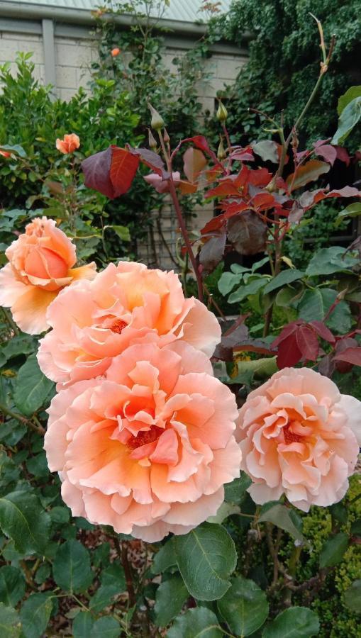 דירות Waikuku Rose & Stream Retreat מראה חיצוני תמונה